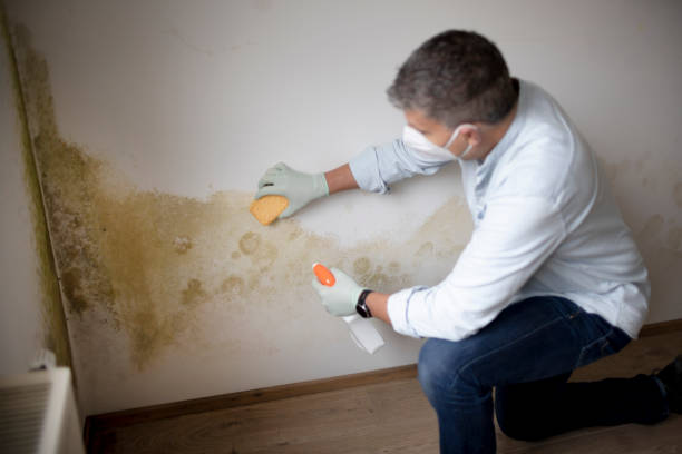 Best Comprehensive Air Testing for Mold Contaminants  in East Vineland, NJ