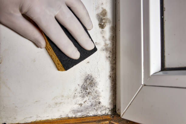 Best Asbestos and Lead Testing During Mold Inspection  in East Vineland, NJ