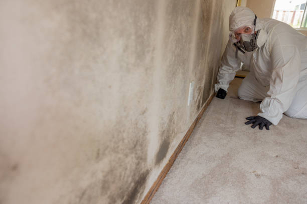  East Vineland, NJ Mold Removal Pros